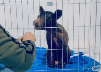 Osa-mina-mejora-su-salud-con-cuidados-de-fundación-invictus - Regios En México