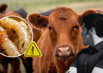 Gusano-barrenador-ganado-de-nuevo-león-montemorelos-riesgo-sanitario - Regios En México