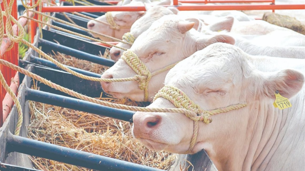 Gusano-barrenador-ganado-de-nuevo-león-montemorelos-riesgo-sanitario