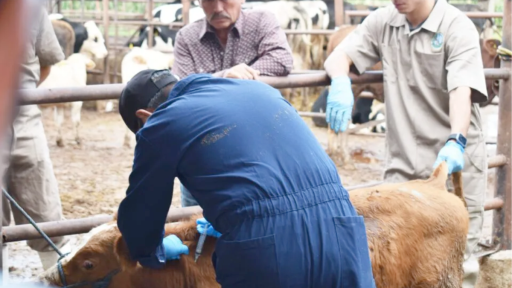 Gusano-barrenador-ganado-de-nuevo-león-montemorelos-riesgo-sanitario